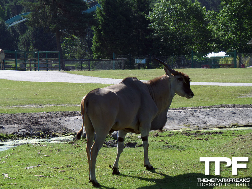 Zoo-Safaripark-Stukenbrock-07-06-2014-(12)