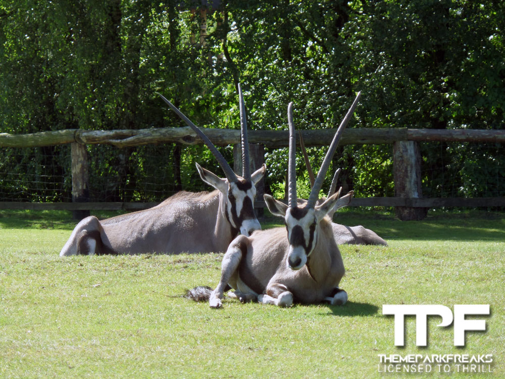 Zoo-Safaripark-Stukenbrock-07-06-2014-(29)