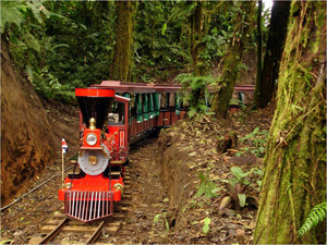 243-Trainforest_Monteverde_9 - Copie