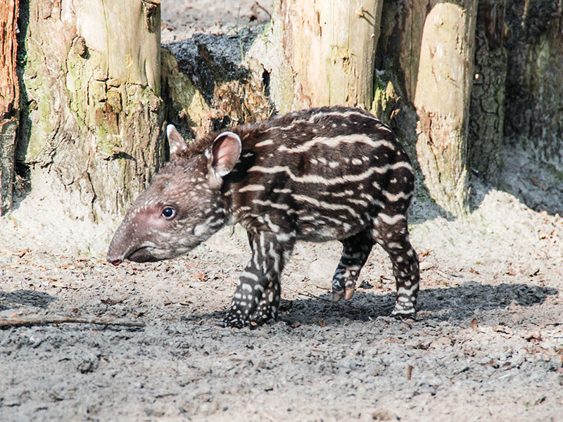 Tapir-3