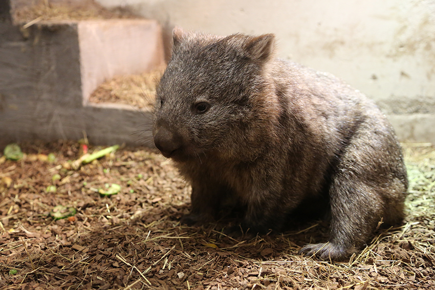 PDZ_wombat