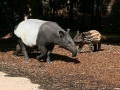 tapir_maleise_jong_a_0140web_0