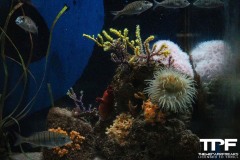 Aquarium-10