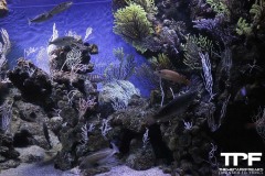 Aquarium-15