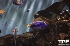 Aquarium-24