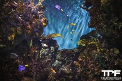 Aquarium-25