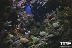 Aquarium-26