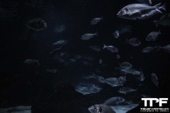 Aquarium-29