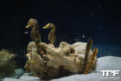 Aquarium-9