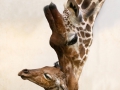 Giraffe geboren in Artis. Foto Artis, Ronald van Weeren