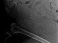 Amoerluipaard_Radiografie