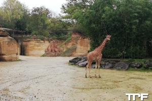 Bioparc Zoo de Doué-La-Fontaine - november 2019
