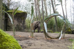 Burgers-Zoo-110-jaar-olifanten-Mira-Meijer-_1