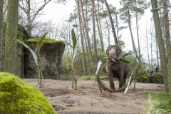 Burgers-Zoo-110-jaar-olifanten-Mira-Meijer-_11-1