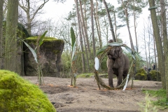 Burgers-Zoo-110-jaar-olifanten-Mira-Meijer-_3