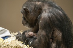 Chimpansee-Laura-met-jong-1