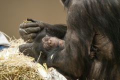 Chimpansee-Laura-met-jong-2