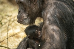 Chimpansee-Laura-met-jong-4