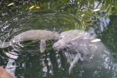 Pasgeboren-zeekoe-met-moederdier-1