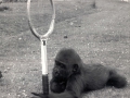 A Gorilla with a Racket at Chessington Zoo