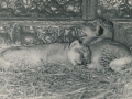 Sleeping Lion Cubs at Chessington Zoo