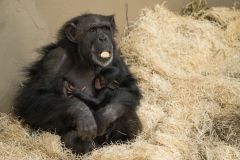 Chimpansee-met-jong-1-Foto-Mira-Meijer
