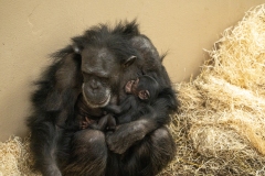 Chimpansee-met-jong-2-Foto-Mira-Meijer