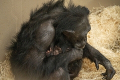 Chimpansee-met-jong-3-Foto-Mira-Meijer