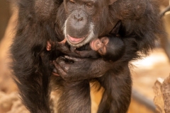 Chimpansee-met-jong-4-Foto-Theo-Kruse