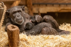 Chimpansee-met-jong-5-Foto-Theo-Kruse