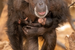 Chimpansee-met-jong-6-Foto-Theo-Kruse