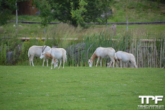 Flamingo-Land-104