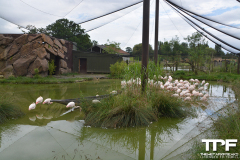 Flamingo-Land-123