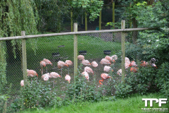 Flamingo-Land-94