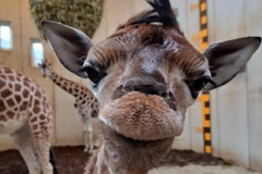 Giraffe-GaiaZOO-Close-up