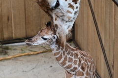 Moeder-en-jong-GaiaZOO-Giraffe
