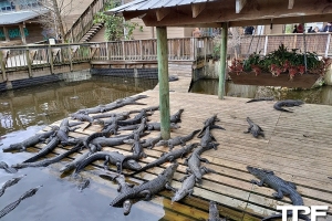 Gatorland - februari 2023