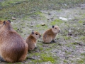 Pairi Daiza_Capybara-Capibara1