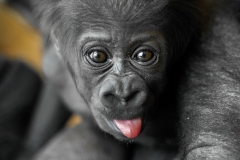 gorilla-thandie-zoo-antwerpen-jonas-verhulst-10012019-7