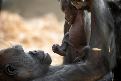 gorillababy-t-zoo-antwerpen-jonas-verhulst-13122018-7-1