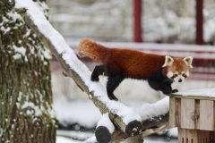 panda-roux-neige-PDZ