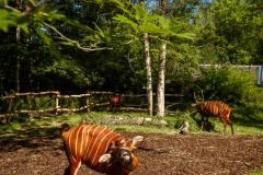 antilopenverblijf-bongos-zoo-planckendael-jonas-verhulst-07072023-67