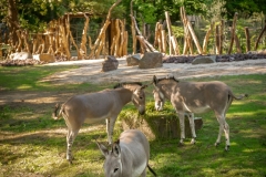 antilopenverblijf-somalische-wilde-ezels-zoo-planckendael-jonas-verhulst-07072023-31