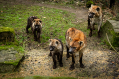 hyenas-moeder-luena-zussen-xavannah-en-xena-vader-bongo-zoo-planckendael-jonas-verhulst-23012023-2
