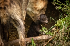 hyena-x-zoo-planckendael-jonas-verhulst-16082022-10
