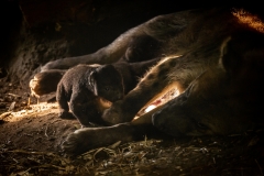 hyena-x-zoo-planckendael-jonas-verhulst-16082022-13