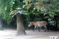 Kölner-Zoo-(61)