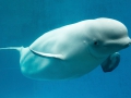 beluga-underwater-viewing_1