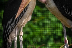 afrikaanse-maraboe-zoo-antwerpen-jonas-verhulst-18062021-4