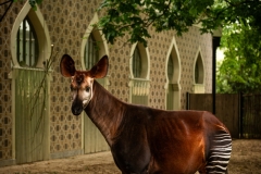 okapi-lindi-zoo-antwerpen-jonas-verhulst-24062021-6